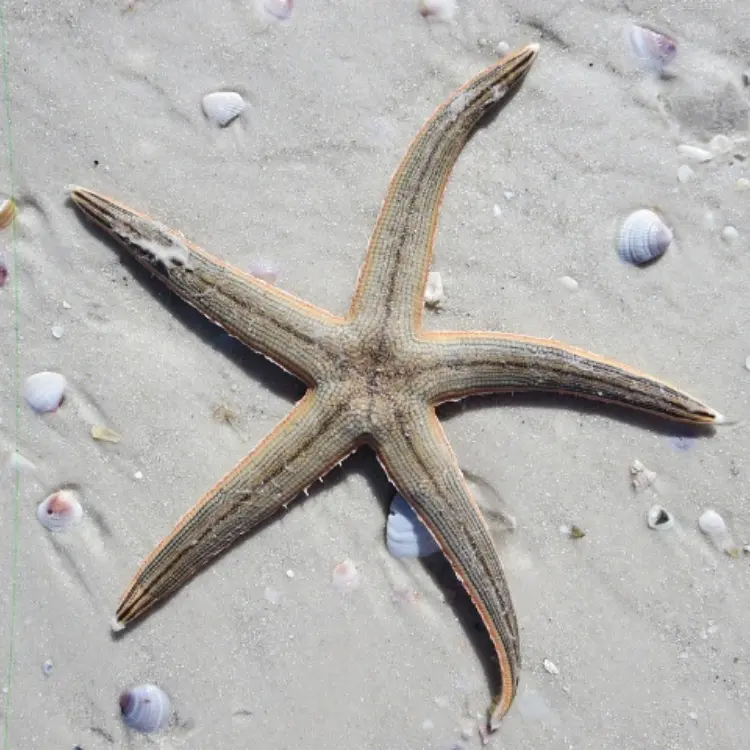 “Il mare è la loro casa”, a Tropea fa tappa la campagna nazionale Lav sul rispetto degli animali