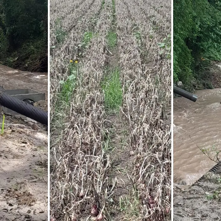 Briatico, agricoltori senz'acqua: «Cipolla rossa invendibile e danni alle altre produzioni»