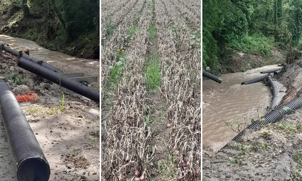 Briatico, agricoltori senz'acqua: «Cipolla rossa invendibile e danni alle altre produzioni»