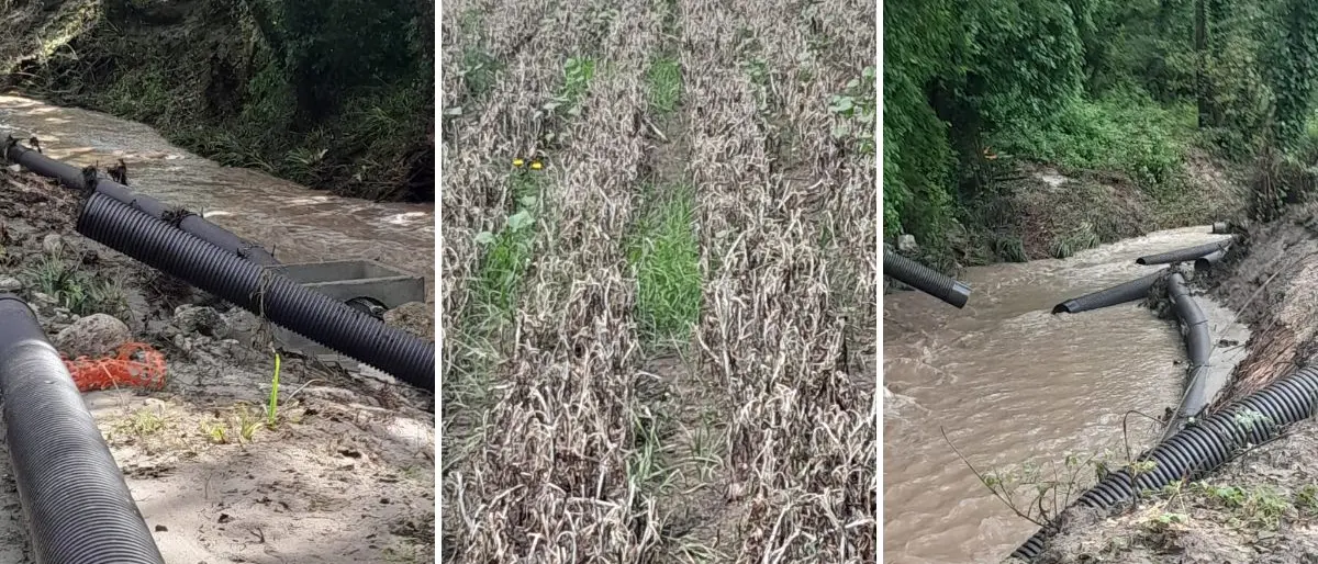 Briatico, agricoltori senz'acqua: «Cipolla rossa invendibile e danni alle altre produzioni»