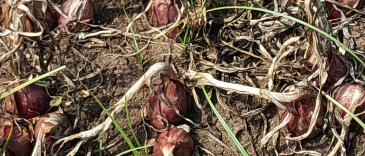 Agricoltori senz’acqua nel Briaticese, La Gamba (Pd): «Inaccettabile non riuscire a trovare soluzioni»