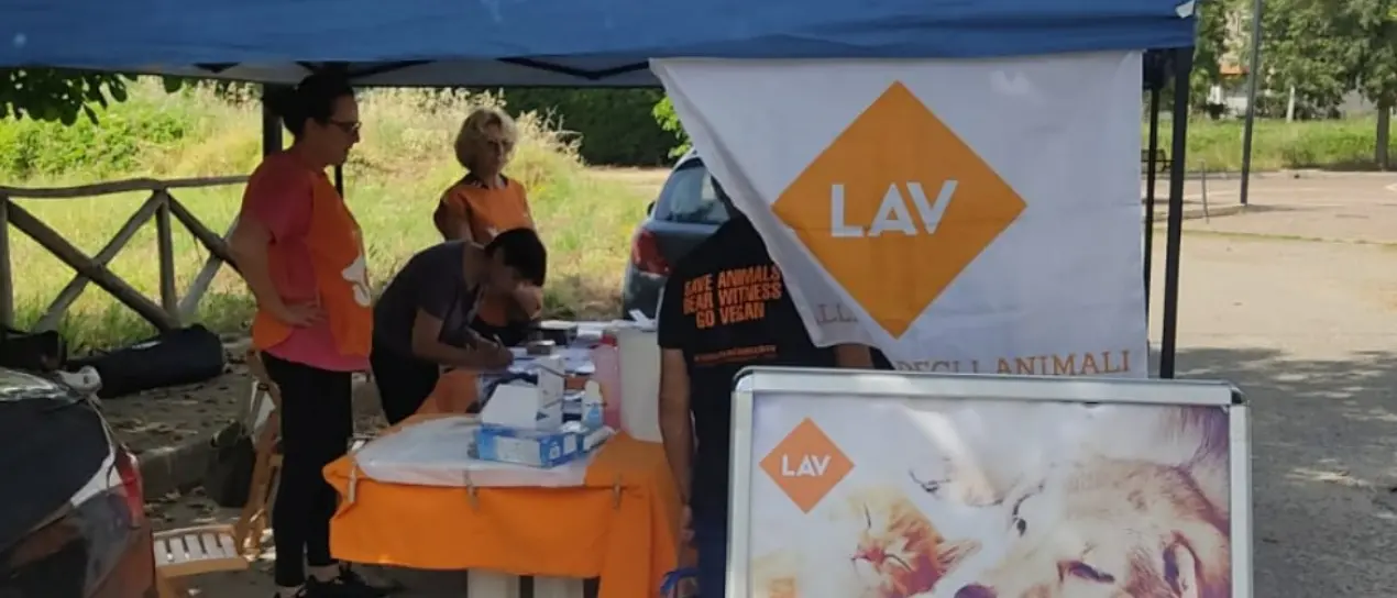 Microchip gratis, bilancio positivo per l’iniziativa Lav nel Vibonese: «Alte adesioni»