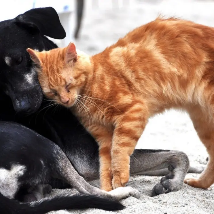 Abbandoni e randagismo a Vibo, l’associazione Argo: «Servono più controlli e sterilizzazioni»