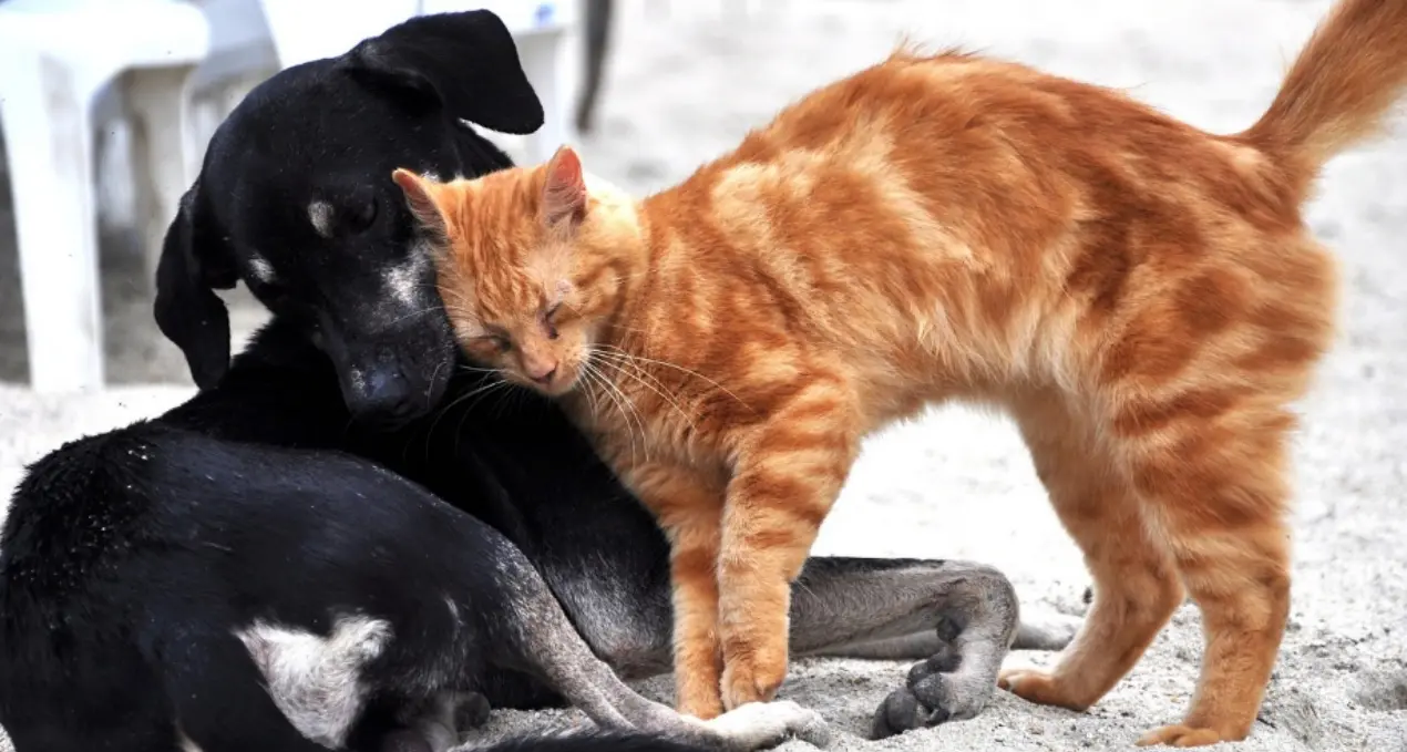 Catanzaro, arriva l'ordinanza anti-caldo per gli animali: stop a balconi e terrazze nelle ore più calde\n