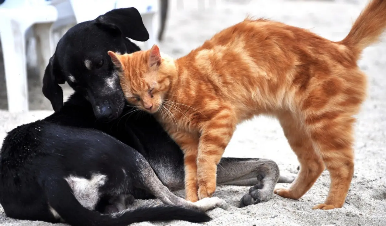 Catanzaro, arriva l'ordinanza anti-caldo per gli animali: stop a balconi e terrazze nelle ore più calde\n
