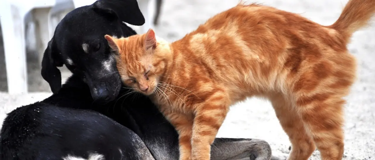 Microchip gratuito per cani e gatti, l’iniziativa Lav fa tappa a Caria e Brattirò