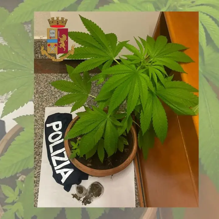 Controlli della polizia nel Vibonese, una denuncia per spaccio di marijuana