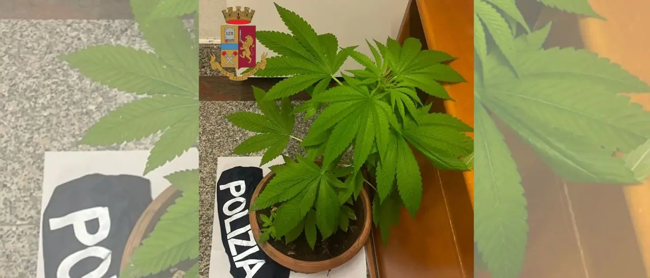Controlli della polizia nel Vibonese, una denuncia per spaccio di marijuana