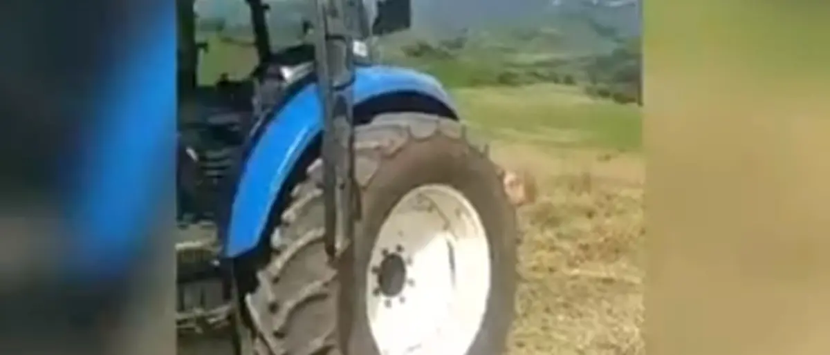 Cinghiali a Maierato: la disperazione di un agricoltore che abbandona il terreno