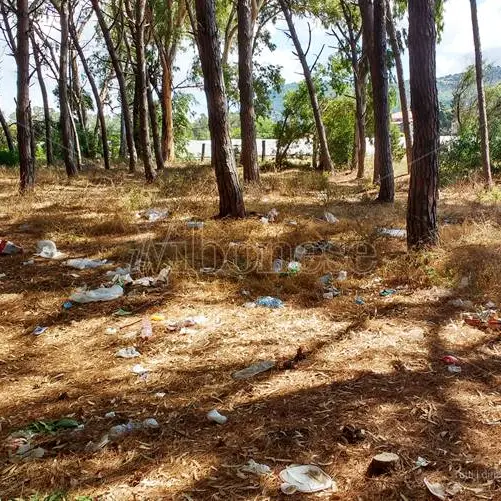 Plastic free, tornano gli appuntamenti in tutta Italia: a Pizzo si pulisce la pineta