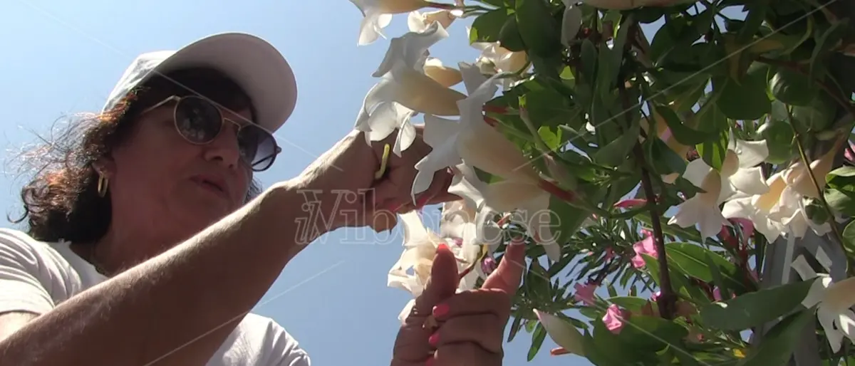 L'impegno dei volontari \"sboccia\" a Vibo Marina – Video