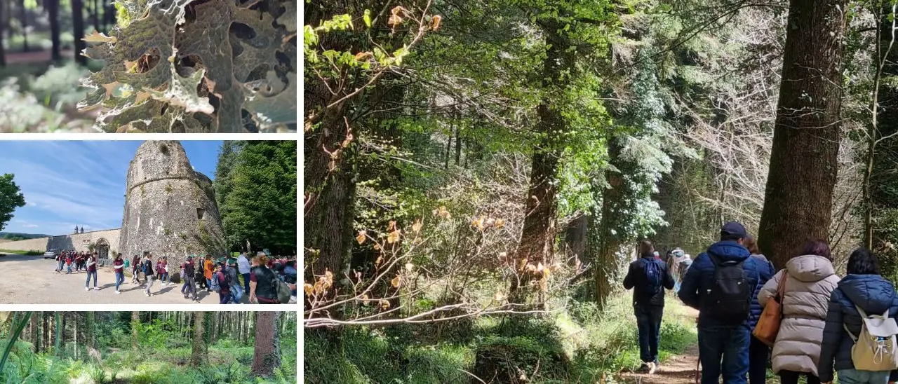 A Serra San Bruno un percorso trekking dedicato alla scoperta delle piante medicinali