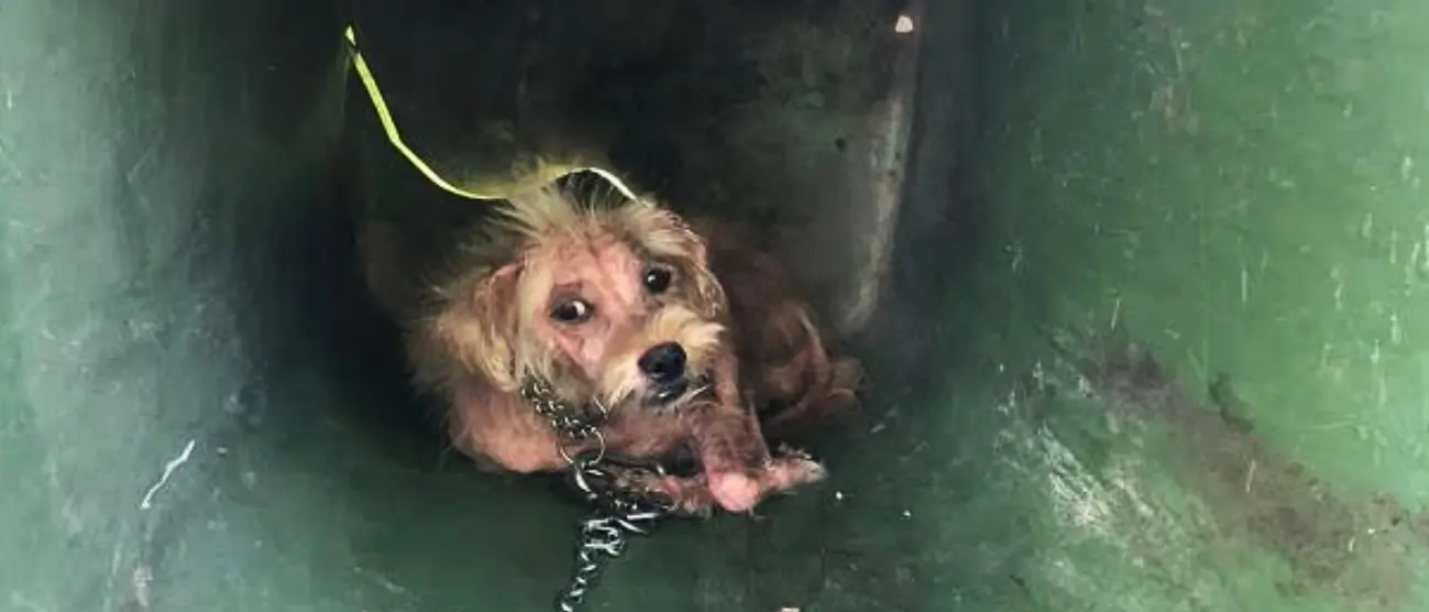 Limbadi, volontari soccorrono cane randagio a proprie spese