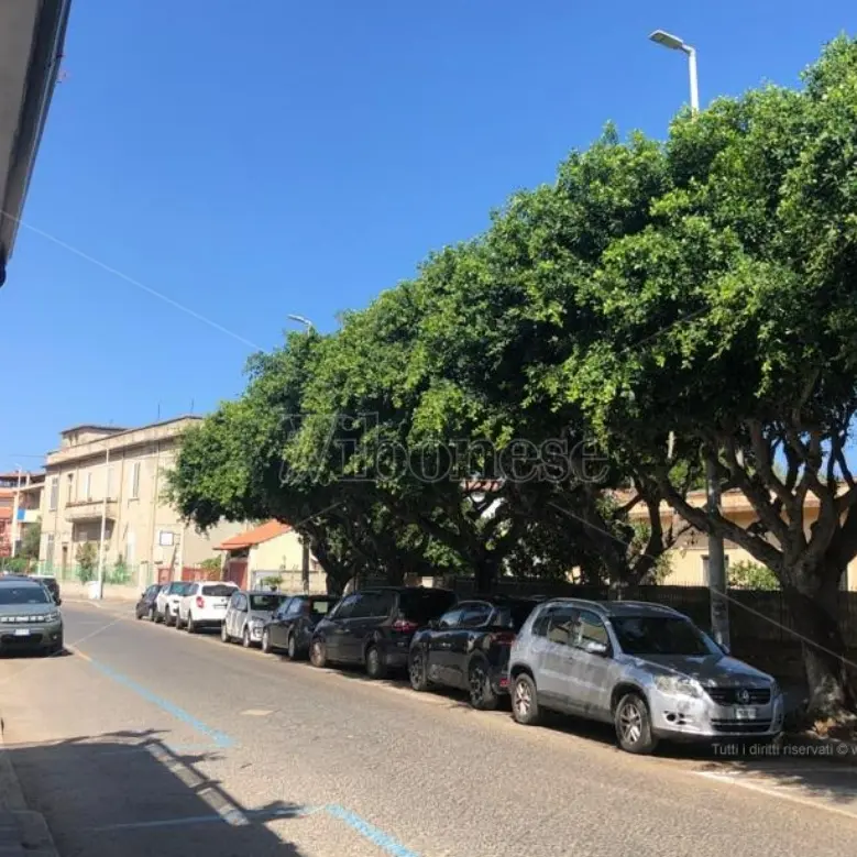 Vibo Marina, via Emilia come una selva oscura: gli alberi coprono la luce dei lampioni