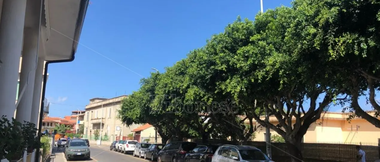 Vibo Marina, via Emilia come una selva oscura: gli alberi coprono la luce dei lampioni