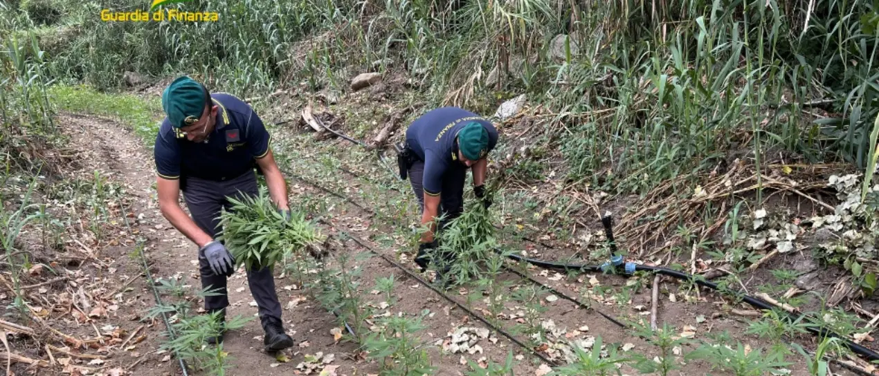 Portosalvo, diecimila piante di canapa scoperte nei pressi del fiume Trainiti - Video