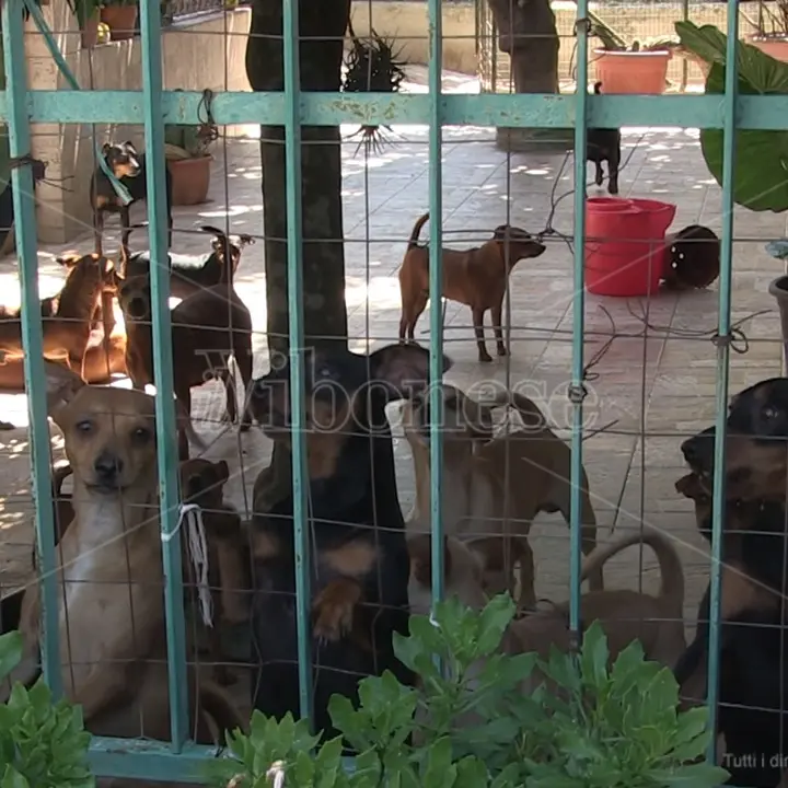 Troppi cani in casa a Filandari, la proprietaria: «Sono tenuti bene e non danno fastidio»