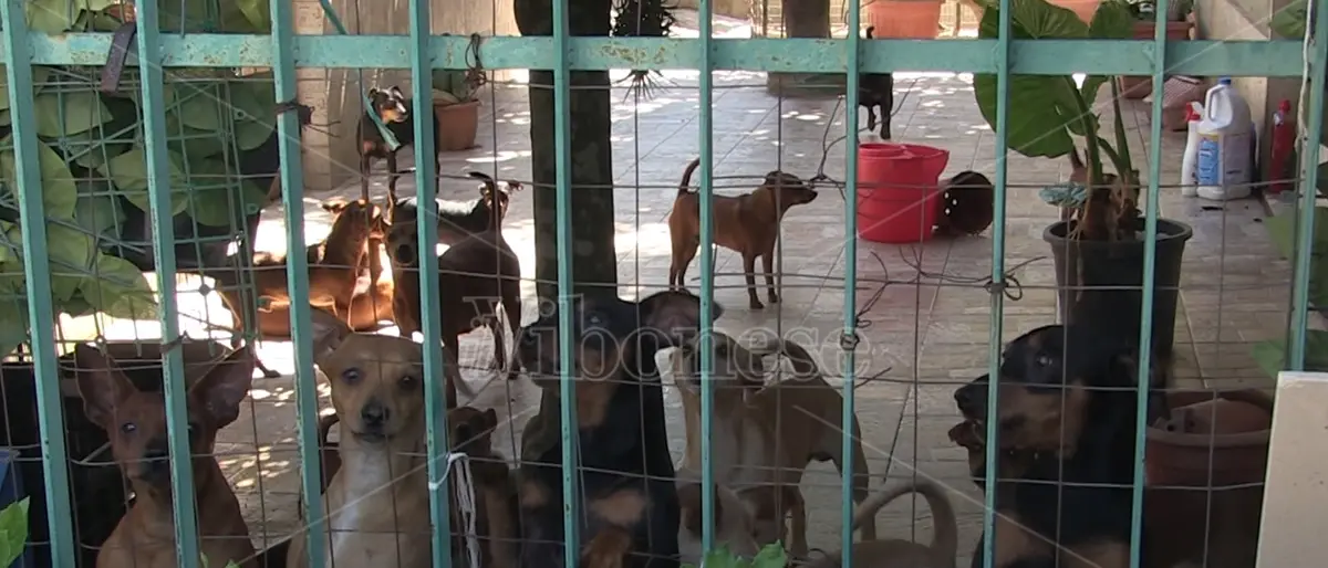 Filandari: «Troppi cani in quella casa», scatta la denuncia dei vicini - Video