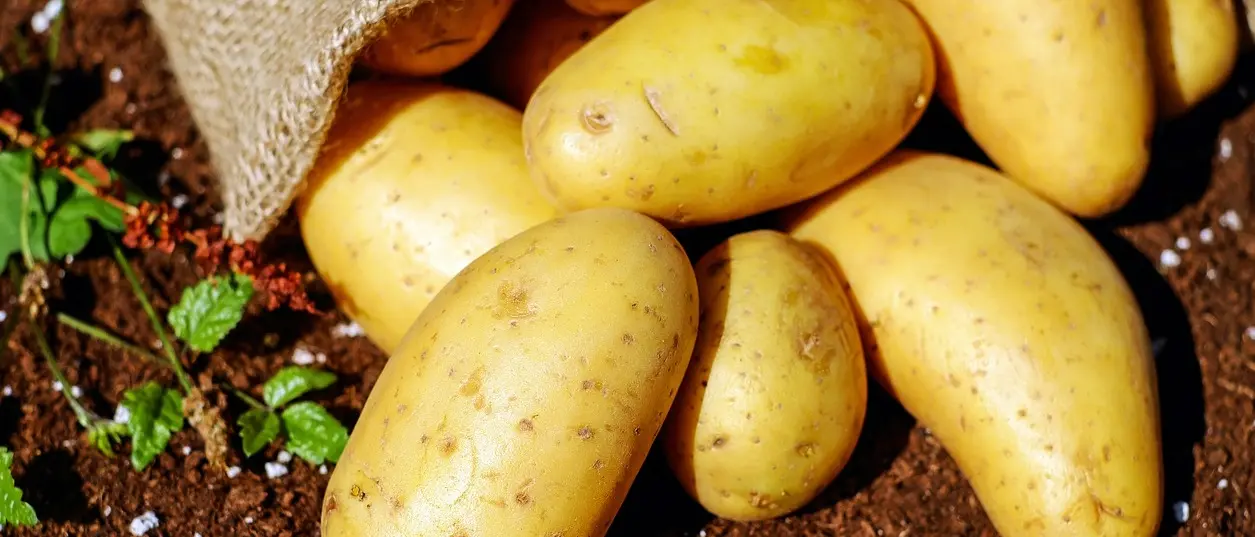 Zungri, i sapori della tradizione contadina rivivono con la Sagra della patata