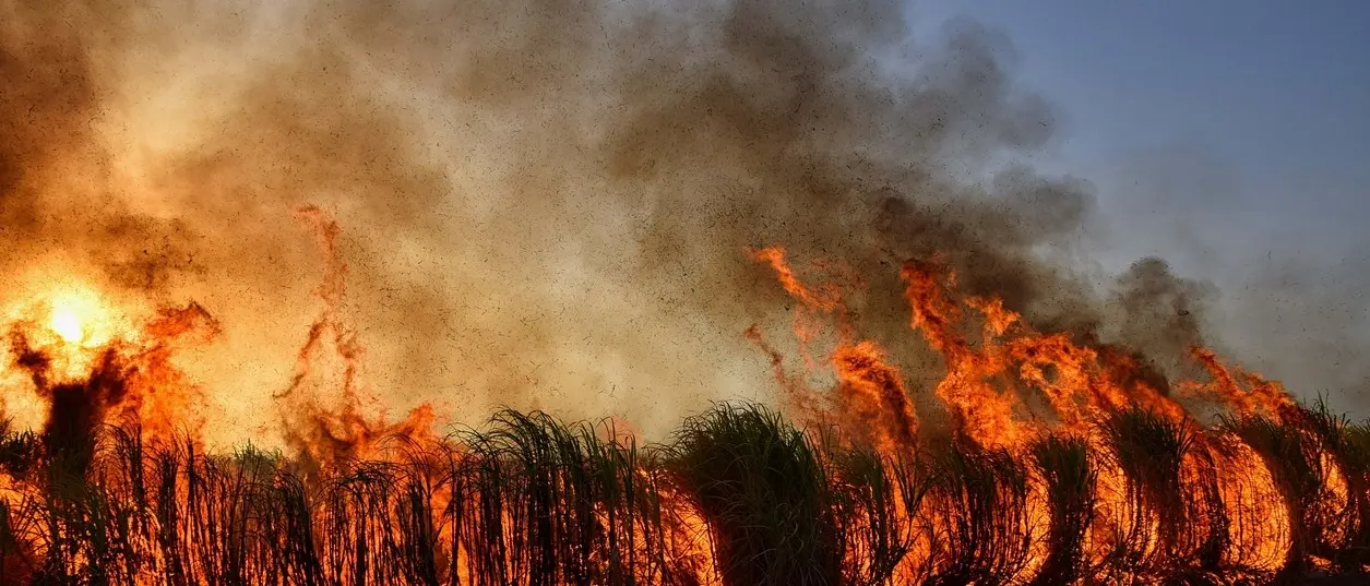 Incendi, caldo record e danni alle colture: il Comune di Pizzo chiede lo stato di calamità