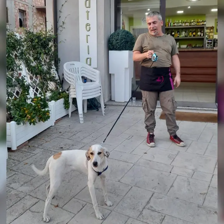 Cagnolina abbandonata in mezzo alla strada a Vena di Ionadi: salvata dai titolari di un bar