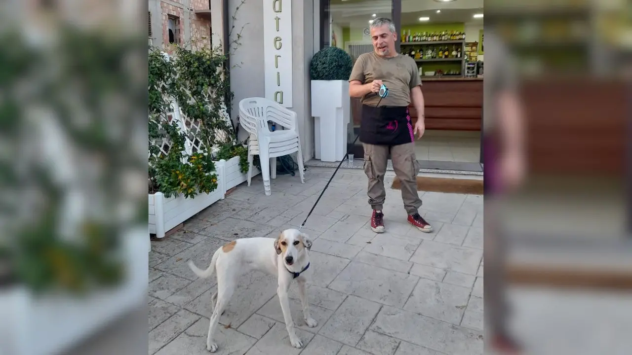 Cagnolina abbandonata in mezzo alla strada a Vena di Ionadi: salvata dai titolari di un bar