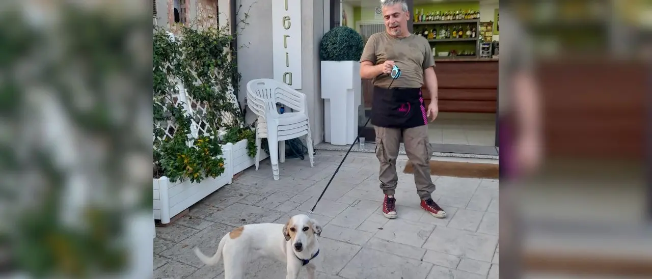 Cagnolina abbandonata in mezzo alla strada a Vena di Ionadi: salvata dai titolari di un bar