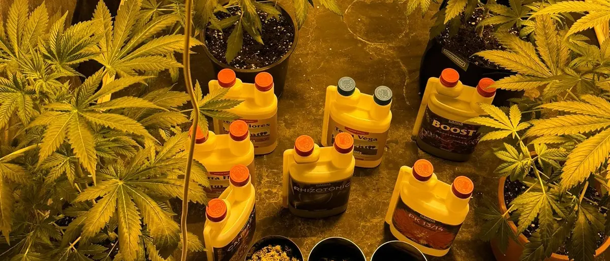 Deteneva una serra per la coltivazione di cannabis in camera da letto, arrestato