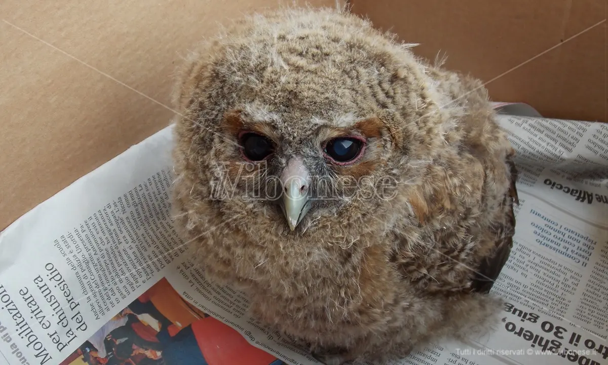 L'impegno senza sosta del Wwf per salvare gli animali selvatici