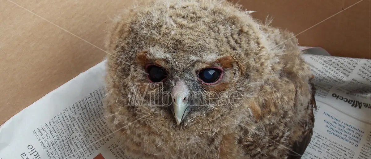 L'impegno senza sosta del Wwf per salvare gli animali selvatici