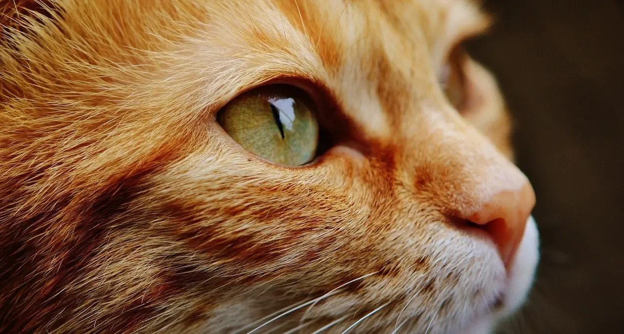 Un gatto ferito non vale una\u00A0fermata, quanta indifferenza sulle strade di Cosenza