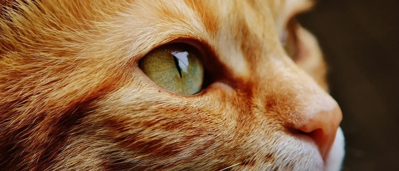 Un gatto ferito non vale una\u00A0fermata, quanta indifferenza sulle strade di Cosenza