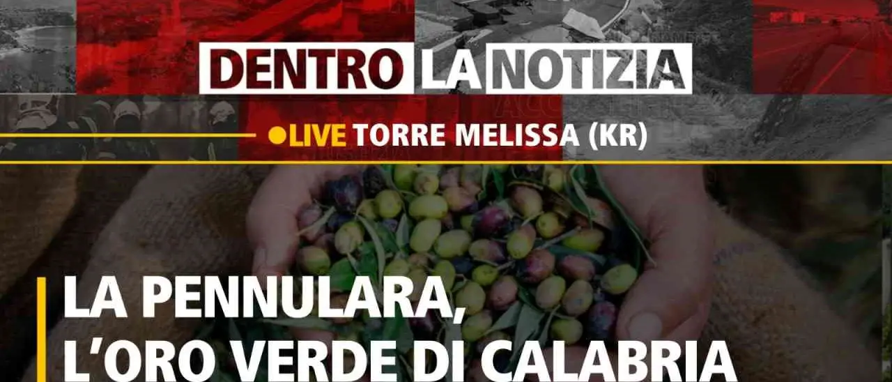 Dentro la notizia: focus sull’olio d’oliva realizzato con la varietà “pennulara”