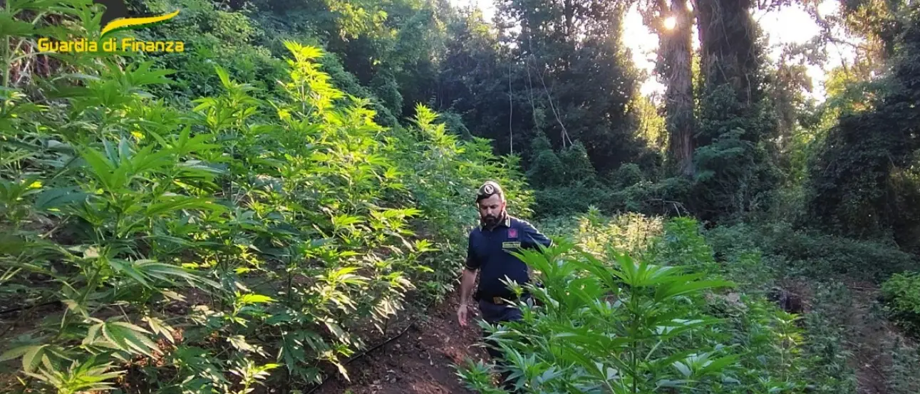 Tre coltivazioni di marijuana scoperte e sequestrate nel Lametino