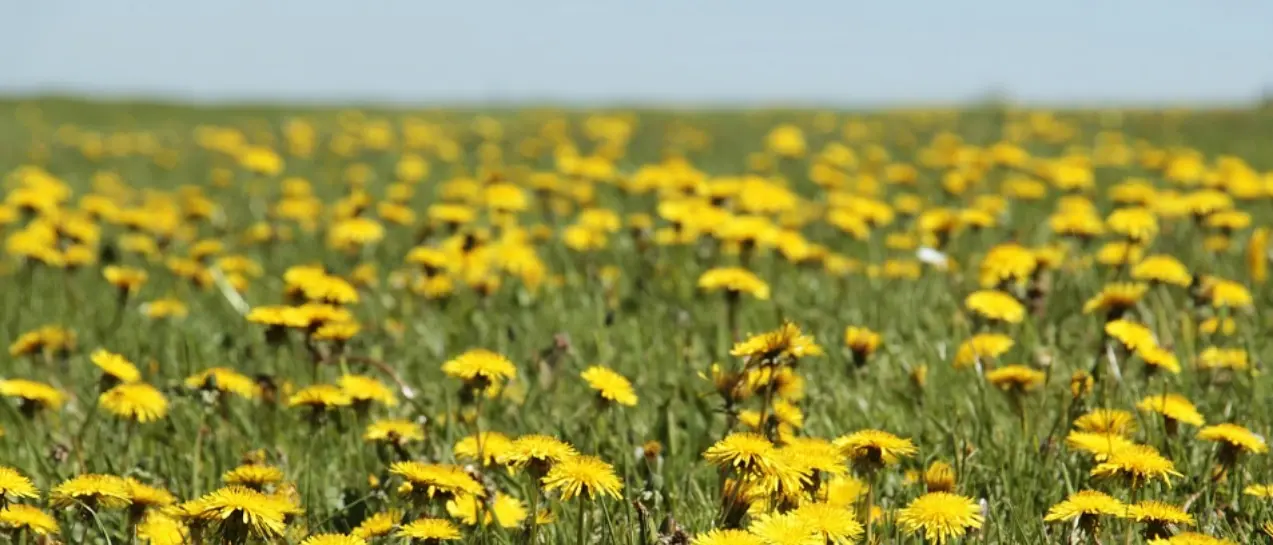 “Le piante dei borghi antichi”, a Zungri un percorso alla scoperta del patrimonio naturalistico