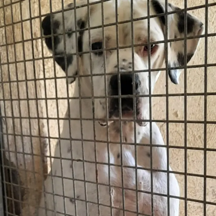 Sul cartone delle pizze le foto dei cani in cerca di famiglia: l'iniziativa di due ristoratori vibonesi