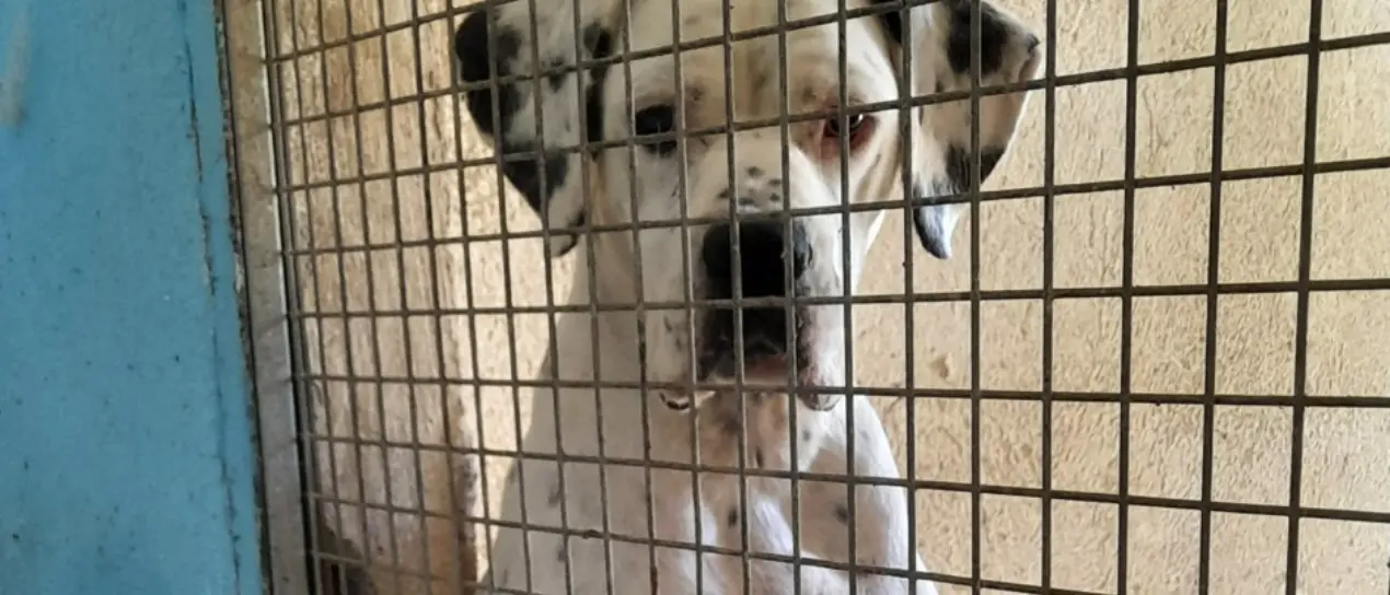 Sul cartone delle pizze le foto dei cani in cerca di famiglia: l'iniziativa di due ristoratori vibonesi