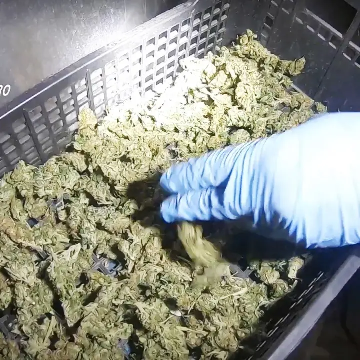 Traffico di droga, blitz all’alba: 14 arresti nel Catanzarese - Video