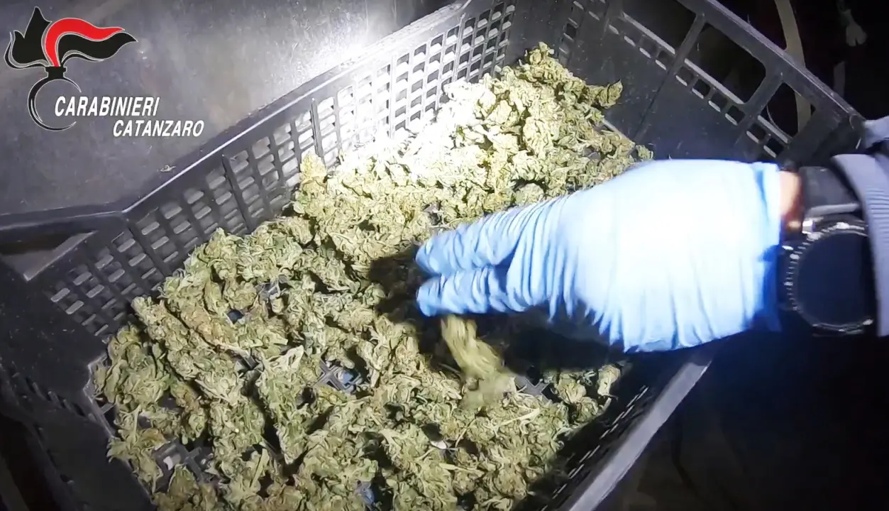 Traffico di droga, blitz all’alba: 14 arresti nel Catanzarese - Video