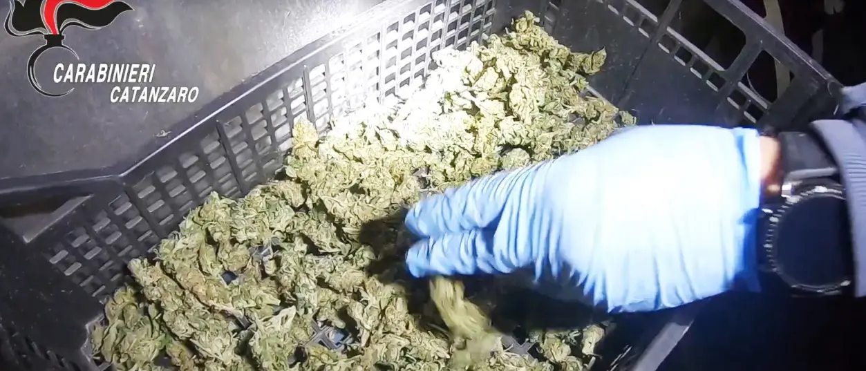 Traffico di droga, blitz all’alba: 14 arresti nel Catanzarese - Video