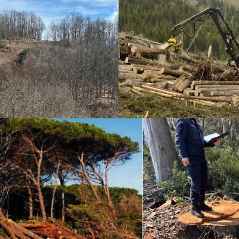 Taglio selvaggio di alberi nel Vibonese, Europa verde: «Grave impatto sull’ambiente»