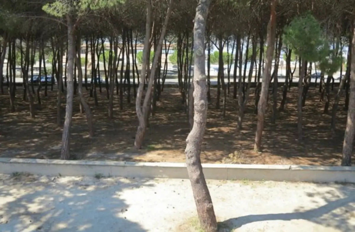 Tropea: i pini marittimi infetti della pineta saranno abbattuti
