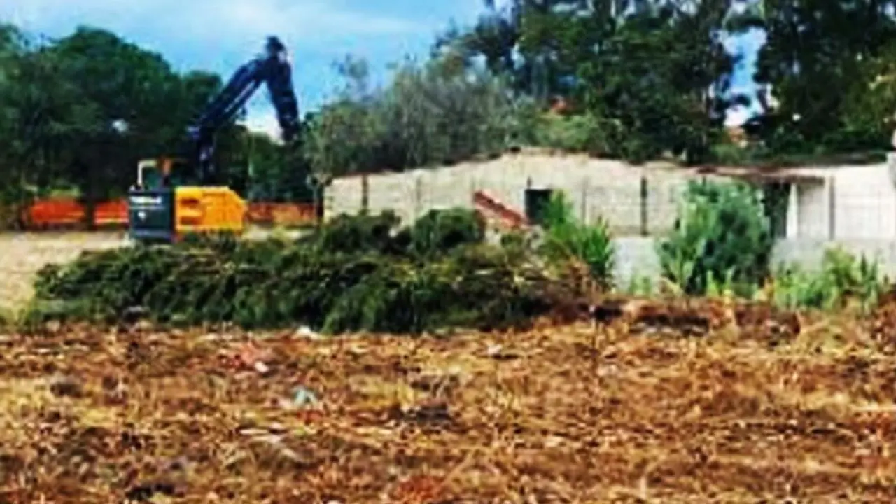 Pizzo, tagliati due cipressi per creare parcheggi. Paolillo (Wwf): «Ormai una consuetudine»