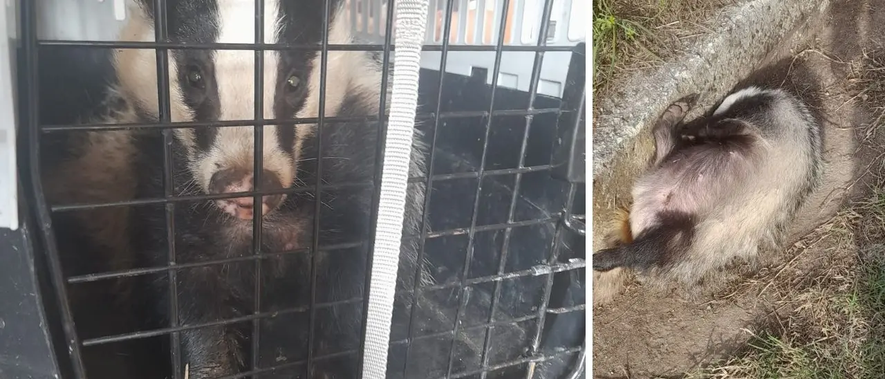 Tasso ferito soccorso alle porte di Vibo e trasferito al Cras di Catanzaro