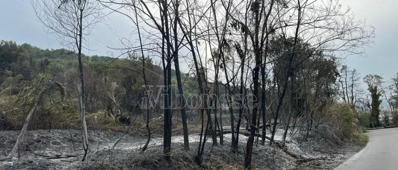 Incendi nel Vibonese, Paolillo (Wwf): «Danni incalcolabili, chi paga per questi crimini?»