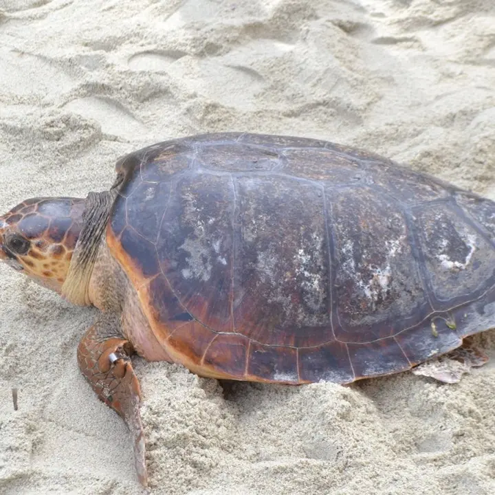 Tartaruga caretta caretta depone le uova sulla spiaggia di Pizzo: la schiusa attesa per metà agosto