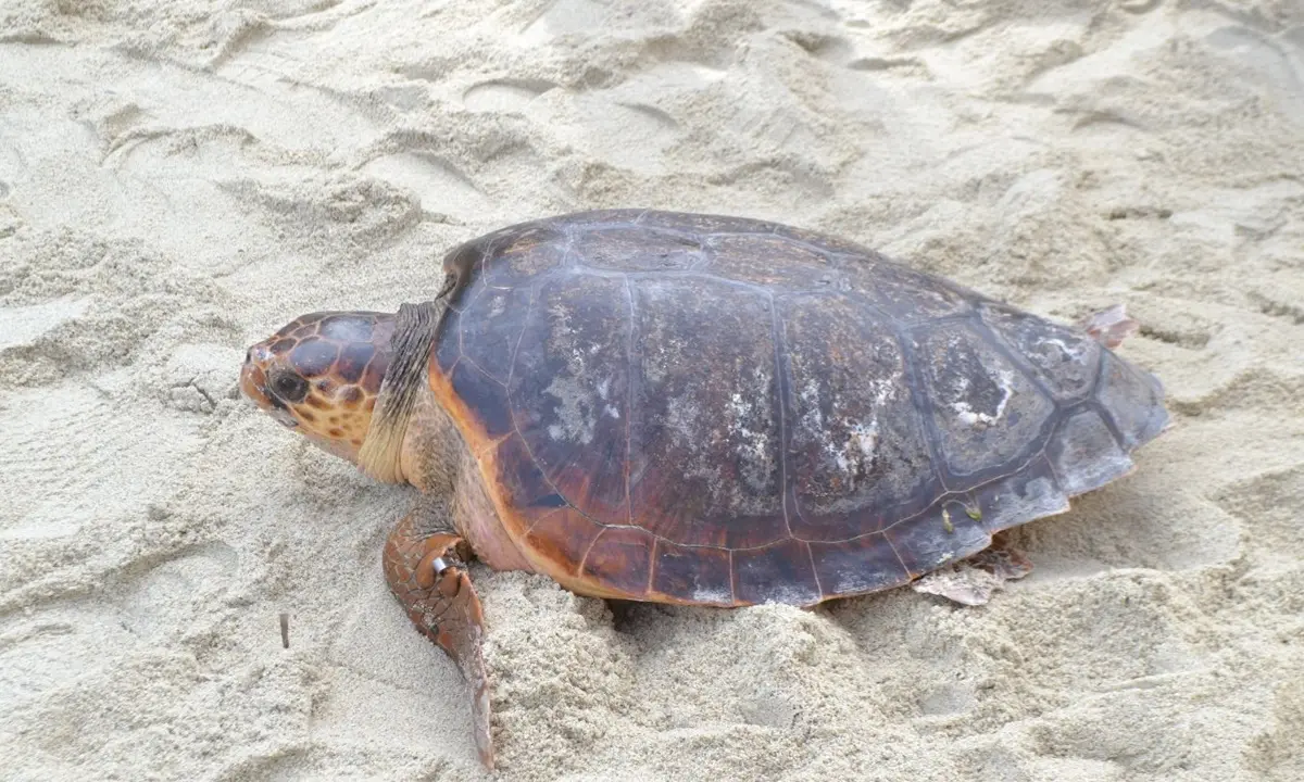Tartaruga caretta caretta depone le uova sulla spiaggia di Pizzo: la schiusa attesa per metà agosto