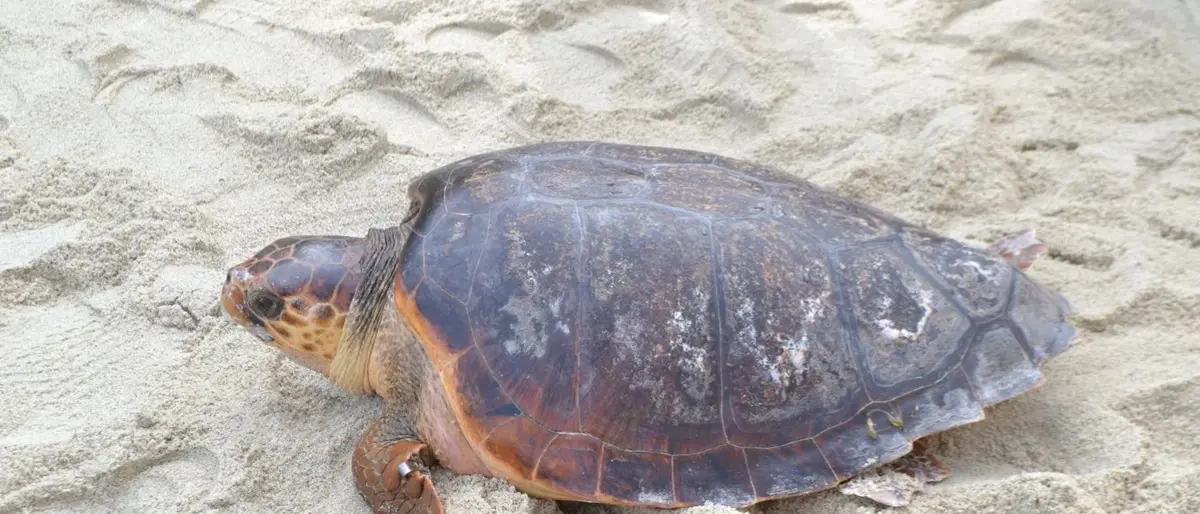 Tartaruga caretta caretta depone le uova sulla spiaggia di Pizzo: la schiusa attesa per metà agosto
