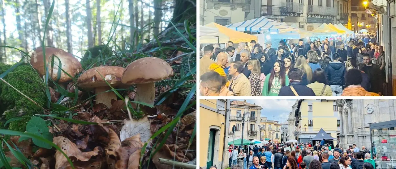 Serra riparte dalla Pro Loco: nuovo Consiglio direttivo, tante idee e due grandi eventi già in calendario per celebrare il territorio. I dettagli