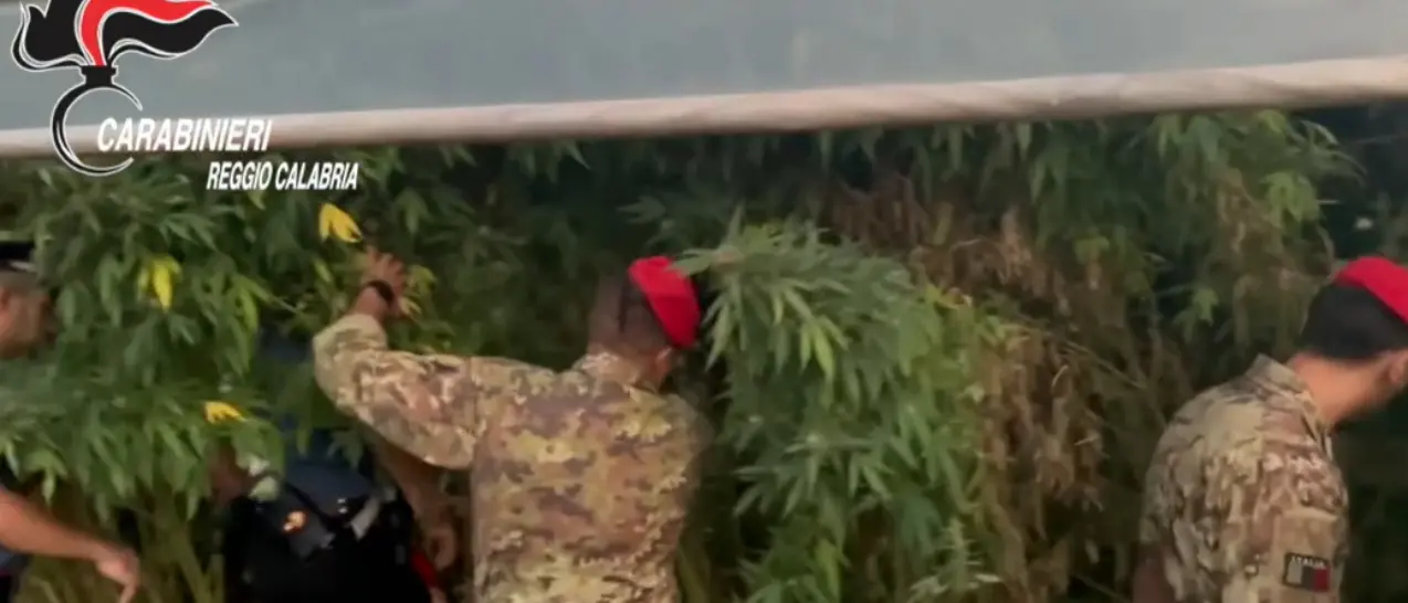 Mille piante di marijuana scoperte e sequestrate nella Piana di Gioia Tauro -Video